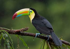 Lais Puzzle - Kielschnabeltukan (Ramphastos sulfuratus), Nahaufnahme auf einem moosbewachsenen Ast im Regenwald, Boca Tapada, Laguna de Lagarto Lodge, Costa Rica - 1.000 Teile