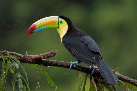 Lais Puzzle - Kielschnabeltukan (Ramphastos sulfuratus), Nahaufnahme auf einem moosbewachsenen Ast im Regenwald, Boca Tapada, Laguna de Lagarto Lodge, Costa Rica - 2.000 Teile