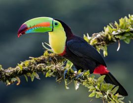 Lais Puzzle - Kielschnabeltukan (Ramphastos sulfuratus), Nahaufnahme auf einem moosbewachsenen Ast in den Regenwäldern, Boca Tapada, Laguna de Lagarto Lodge, Costa Rica - 40, 100, 200, 500, 1.000 & 2.000 Teile