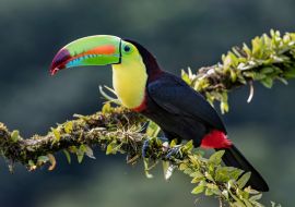Lais Puzzle - Kielschnabeltukan (Ramphastos sulfuratus), Nahaufnahme auf einem moosbewachsenen Ast in den Regenwäldern, Boca Tapada, Laguna de Lagarto Lodge, Costa Rica - 1.000 Teile