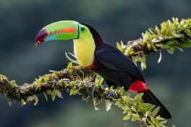 Lais Puzzle - Kielschnabeltukan (Ramphastos sulfuratus), Nahaufnahme auf einem moosbewachsenen Ast in den Regenwäldern, Boca Tapada, Laguna de Lagarto Lodge, Costa Rica - 2.000 Teile