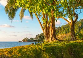 Lais Puzzle - Eine leere Bank unter einem tropischen Baum bei Sonnenuntergang vor dem Pazifischen Ozean im feuchten Regenwald, Corcovado-Nationalpark, Osa-Halbinsel, Costa Rica - 1.000 Teile