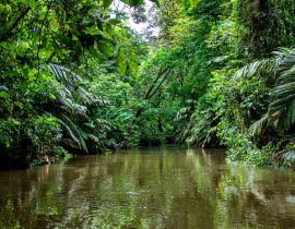 Lais Puzzle - Wunderschöne üppig grüne tropische Dschungellandschaft von einem Boot aus gesehen im Tortuguero-Nationalpark in Costa Rica - 40, 100, 200, 500, 1.000 & 2.000 Teile