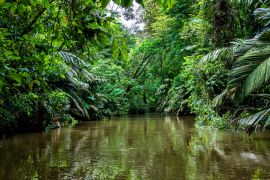 Lais Puzzle - Wunderschöne üppig grüne tropische Dschungellandschaft von einem Boot aus gesehen im Tortuguero-Nationalpark in Costa Rica - 2.000 Teile