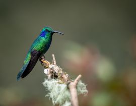 Lais Puzzle - Ein Kolibri in Costa Rica - 40, 100, 200, 500, 1.000 & 2.000 Teile