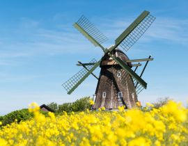 Lais Puzzle - Historische Mühle in einem blühenden gelben Rapsfeld, Jütland, Dänemark - 40, 100, 200, 500, 1.000 & 2.000 Teile