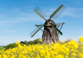 Lais Puzzle - Historische Mühle in einem blühenden gelben Rapsfeld, Jütland, Dänemark - 1.000 Teile