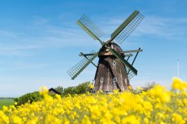 Lais Puzzle - Historische Mühle in einem blühenden gelben Rapsfeld, Jütland, Dänemark - 2.000 Teile