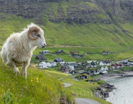 Lais Puzzle - Wildtiere auf den Färöer Inseln. Schafe auf der Insel Vagar. Färöer Inseln. Dänemark. Europa - 40, 100, 200, 500, 1.000 & 2.000 Teile