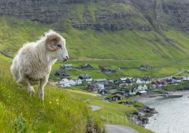 Lais Puzzle - Wildtiere auf den Färöer Inseln. Schafe auf der Insel Vagar. Färöer Inseln. Dänemark. Europa - 1.000 Teile