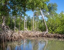 Lais Puzzle - Mangrovenwald im Nationalpark Los Haitises Dominikanische Republik, Fluss durch Mangrovenwald mit vielen Mangrovenbäumen an einem sonnigen Tag - 40, 100, 200, 500, 1.000 & 2.000 Teile