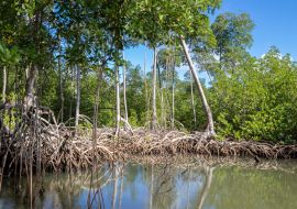 Lais Puzzle - Mangrovenwald im Nationalpark Los Haitises Dominikanische Republik, Fluss durch Mangrovenwald mit vielen Mangrovenbäumen an einem sonnigen Tag - 1.000 Teile