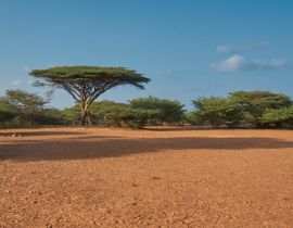 Lais Puzzle - Dschibuti, Buschland - 40, 100, 200, 500, 1.000 & 2.000 Teile