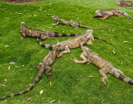 Lais Puzzle - Leguane im Seminario Park, bekannt als Iguanas Park, Guayaquil, Provinz Guayas, Ecuador - 40, 100, 200, 500, 1.000 & 2.000 Teile