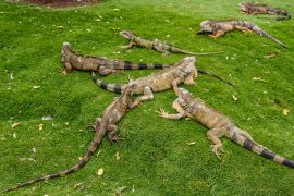 Lais Puzzle - Leguane im Seminario Park, bekannt als Iguanas Park, Guayaquil, Provinz Guayas, Ecuador - 2.000 Teile