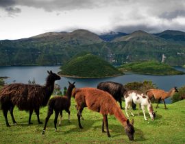 Lais Puzzle - Alpakas auf der Weide in den Farmen rund um die vulkanische Lagune Cuicocha, Cotacachi, Ecuador - 40, 100, 200, 500, 1.000 & 2.000 Teile