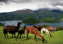 Lais Puzzle - Alpakas auf der Weide in den Farmen rund um die vulkanische Lagune Cuicocha, Cotacachi, Ecuador - 1.000 Teile