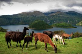 Lais Puzzle - Alpakas auf der Weide in den Farmen rund um die vulkanische Lagune Cuicocha, Cotacachi, Ecuador - 2.000 Teile