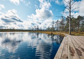 Lais Puzzle - Die Landschaft um das Viru-Moor, Lahemaa-Nationalpark, Estland - 1.000 Teile