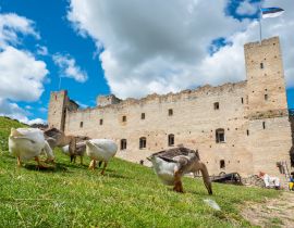 Lais Puzzle - Gänse in einer mittelalterlichen Festung. Rakvere, Estland - 40, 100, 200, 500, 1.000 & 2.000 Teile