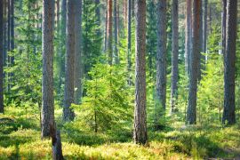Lais Puzzle - Ein Kiefernwald in Finnland - 2.000 Teile