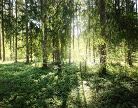 Lais Puzzle - Schöner immergrüner Nadelwald an einem klaren Herbsttag. Sonnenstrahlen fallen durch die Äste. Finnland - 40, 100, 200, 500, 1.000 & 2.000 Teile