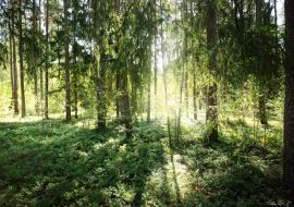 Lais Puzzle - Schöner immergrüner Nadelwald an einem klaren Herbsttag. Sonnenstrahlen fallen durch die Äste. Finnland - 1.000 Teile