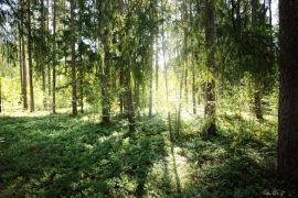 Lais Puzzle - Schöner immergrüner Nadelwald an einem klaren Herbsttag. Sonnenstrahlen fallen durch die Äste. Finnland - 2.000 Teile