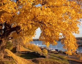 Lais Puzzle - Gelbes Ahornlaub im Herbst im Stadtpark von Lappeenranta, Finnland - 40, 100, 200, 500, 1.000 & 2.000 Teile