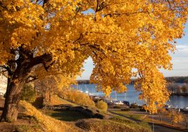 Lais Puzzle - Gelbes Ahornlaub im Herbst im Stadtpark von Lappeenranta, Finnland - 1.000 Teile