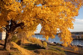 Lais Puzzle - Gelbes Ahornlaub im Herbst im Stadtpark von Lappeenranta, Finnland - 2.000 Teile