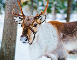 Lais Puzzle - Rentierschlitten in Finnland in Rovaniemi auf einem lappländischen Bauernhof - 40, 100, 200, 500, 1.000 & 2.000 Teile