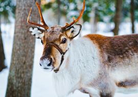 Lais Puzzle - Rentierschlitten in Finnland in Rovaniemi auf einem lappländischen Bauernhof - 1.000 Teile