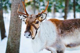 Lais Puzzle - Rentierschlitten in Finnland in Rovaniemi auf einem lappländischen Bauernhof - 2.000 Teile