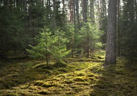 Lais Puzzle - Eine alte moosbewachsene Fichte in Nahaufnahme. Sonnenstrahlen durch die Baumstämme in einem Nadelwald. Schatten auf dem Boden. Früher Frühling. Finnland - 1.000 Teile