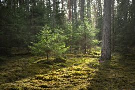 Lais Puzzle - Eine alte moosbewachsene Fichte in Nahaufnahme. Sonnenstrahlen durch die Baumstämme in einem Nadelwald. Schatten auf dem Boden. Früher Frühling. Finnland - 2.000 Teile