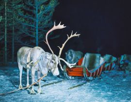 Lais Puzzle - Rentiere in Finnland im lappländischen Winter bei Nacht - 40, 100, 200, 500, 1.000 & 2.000 Teile