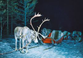 Lais Puzzle - Rentiere in Finnland im lappländischen Winter bei Nacht - 1.000 Teile