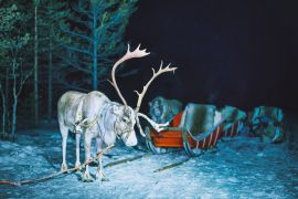 Lais Puzzle - Rentiere in Finnland im lappländischen Winter bei Nacht - 2.000 Teile