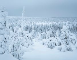 Lais Puzzle - Schneebedeckte Fichten im Riisitunturi-Nationalpark, Finnland - 40, 100, 200, 500, 1.000 & 2.000 Teile