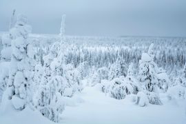 Lais Puzzle - Schneebedeckte Fichten im Riisitunturi-Nationalpark, Finnland - 2.000 Teile