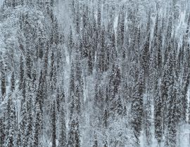 Lais Puzzle - Schneebedeckter Kiefernwald im Oulanka-Nationalpark, Finnland - 40, 100, 200, 500, 1.000 & 2.000 Teile