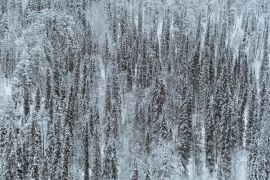 Lais Puzzle - Schneebedeckter Kiefernwald im Oulanka-Nationalpark, Finnland - 2.000 Teile