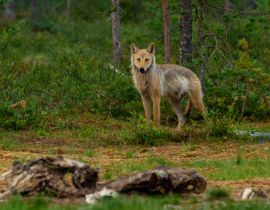 Lais Puzzle - Wölfe - unberührte Natur in Finnland - 40, 100, 200, 500, 1.000 & 2.000 Teile