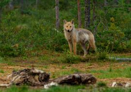 Lais Puzzle - Wölfe - unberührte Natur in Finnland - 1.000 Teile