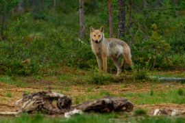 Lais Puzzle - Wölfe - unberührte Natur in Finnland - 2.000 Teile