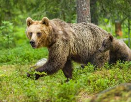 Lais Puzzle - Braunbär in Finnland - 40, 100, 200, 500, 1.000 & 2.000 Teile
