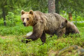 Lais Puzzle - Braunbär in Finnland - 2.000 Teile