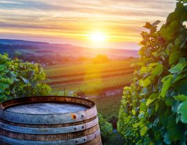 Lais Puzzle - Champagner-Weinberge mit alten Holzfass auf Reihe Rebe grüne Traube in Champagner-Weinberge Hintergrund in der Montagne de Reims - 40, 100, 200, 500, 1.000 & 2.000 Teile