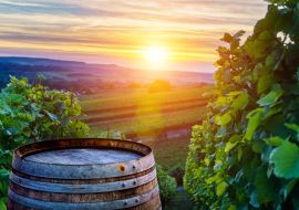 Lais Puzzle - Champagner-Weinberge mit alten Holzfass auf Reihe Rebe grüne Traube in Champagner-Weinberge Hintergrund in der Montagne de Reims - 1.000 Teile